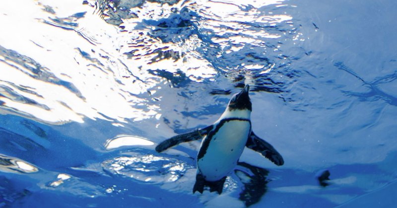 湯シャン 水シャン 始めました アーティスト石川礼子の田舎暮らし Note