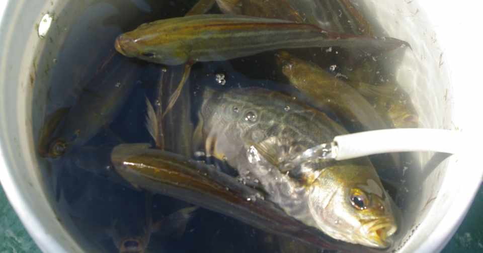 初夏が旬 南房総館山からのイサキ釣り 松丸 玉置標本 Note