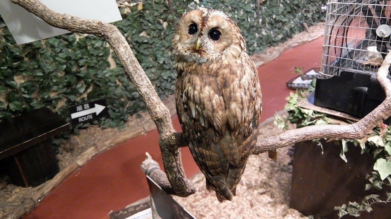 京都 フクロウの森 に行ってきました Kyou Note