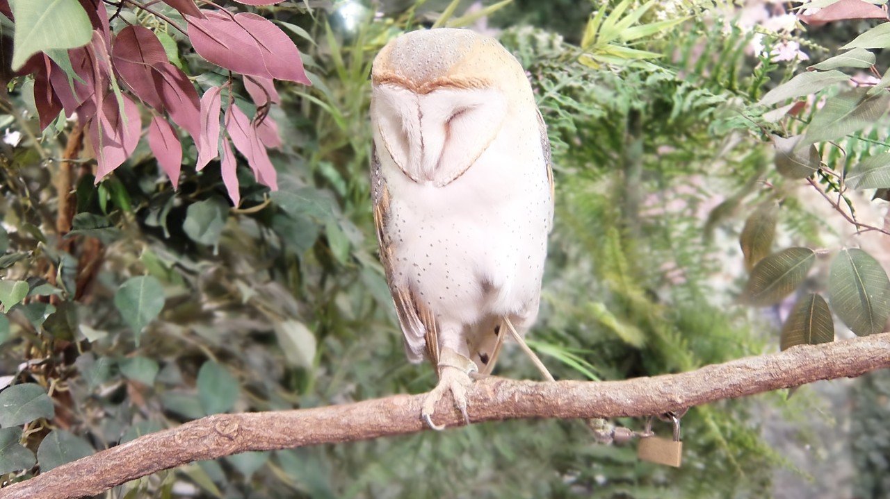 京都 フクロウの森 に行ってきました Kyou Note