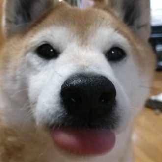 時々思うのだけど あまりにも不安がってたら神様が ホレ そんなに不安がらなくてもなんとかなる という意味も込めて ソレを味あわせてるのではないかと あーなったら こーなったら どーしよー ふーちゃんの毛 Cico Note