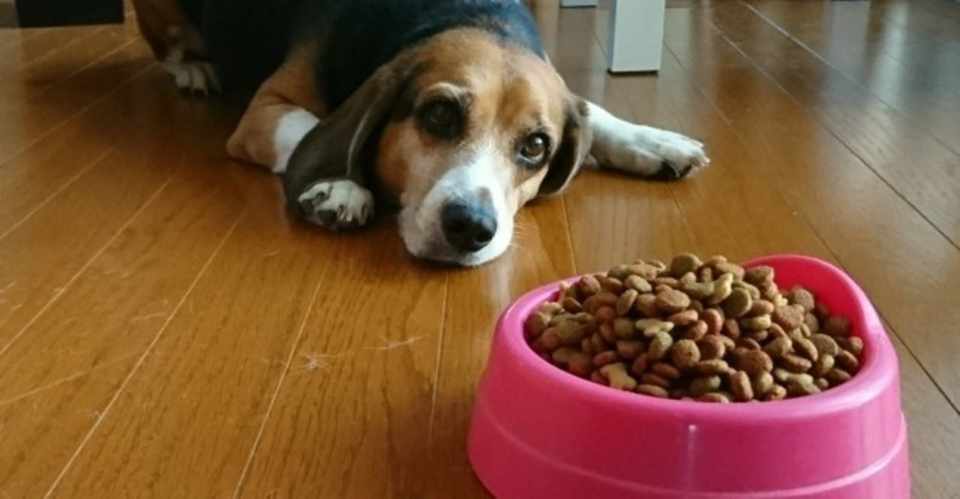 ドッグフード選びで押さえるポイント3つ 犬の飼い主サポートのplam Note