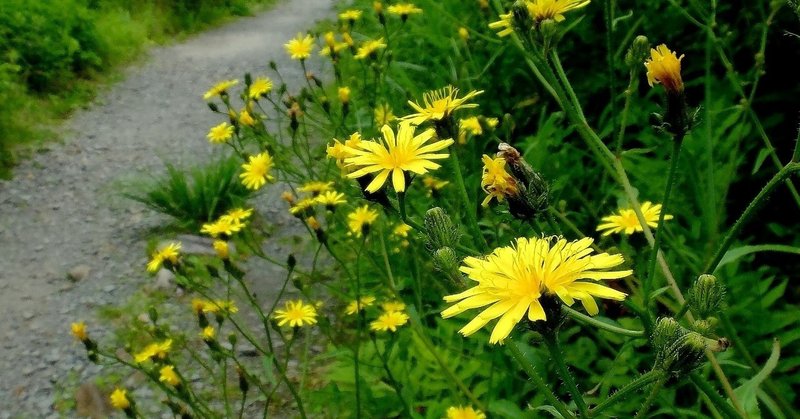 元気が出る黄色の花、コウゾリナ