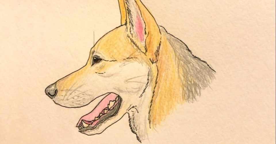 描いて覚える犬のヒ ミ ツ 頭部の骨格編 のぶひろ Note