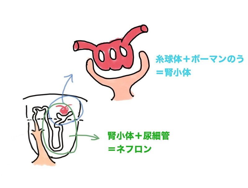生理学 腎臓のあれこれ 荻野 沙貴子 Note