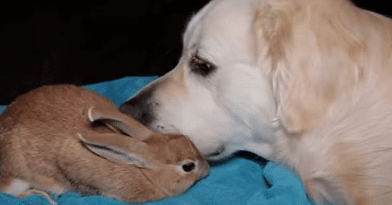 ありえないお友だち 4 犬とウサギ ノリノリ Note ありえないお友だち 4 犬とウサギ ノリノリ Note