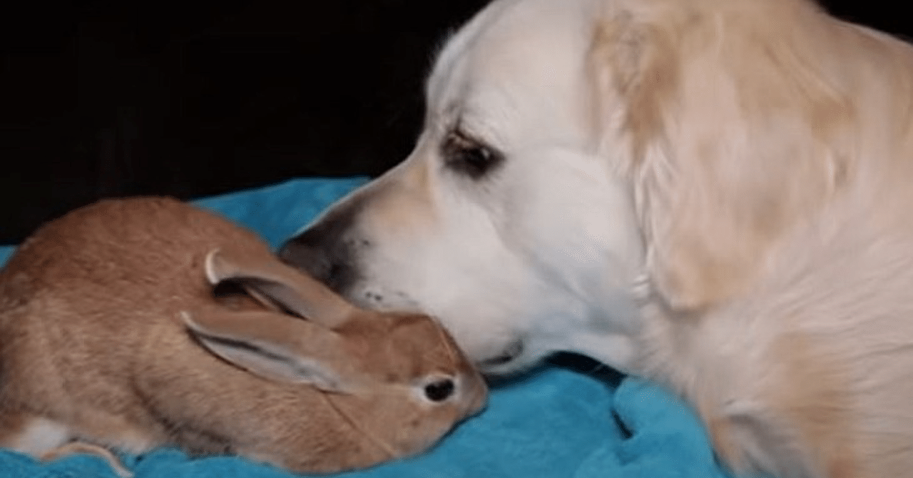 ありえないお友だち 4 犬とウサギ ノリノリ Note