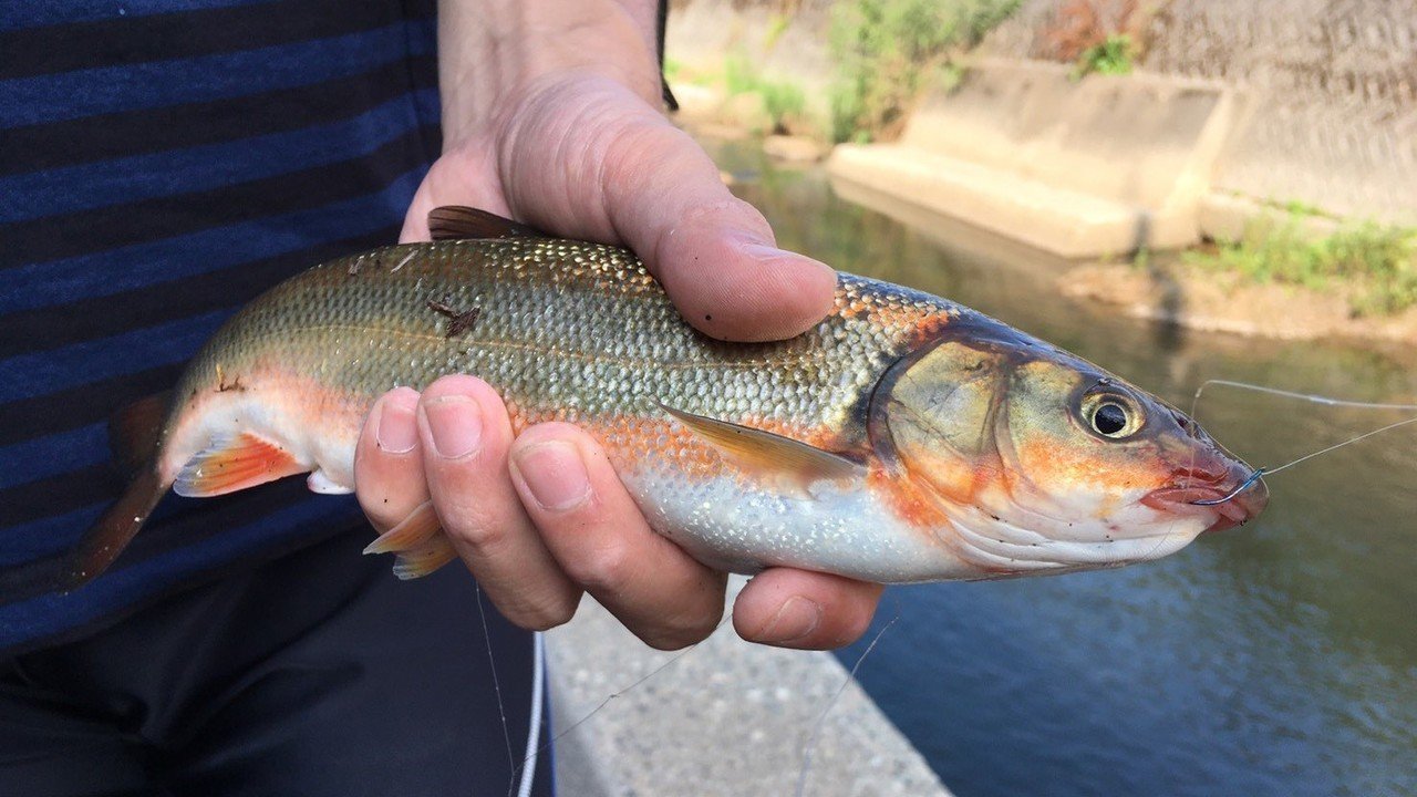 ウグイ は本当にまずいのか 食べてみた結果 竹本 純 田舎スローライフとデザインの記録 Note ウグイ は本当にまずいのか 食べてみた結果 竹本 純 田舎スローライフとデザインの記録 Note