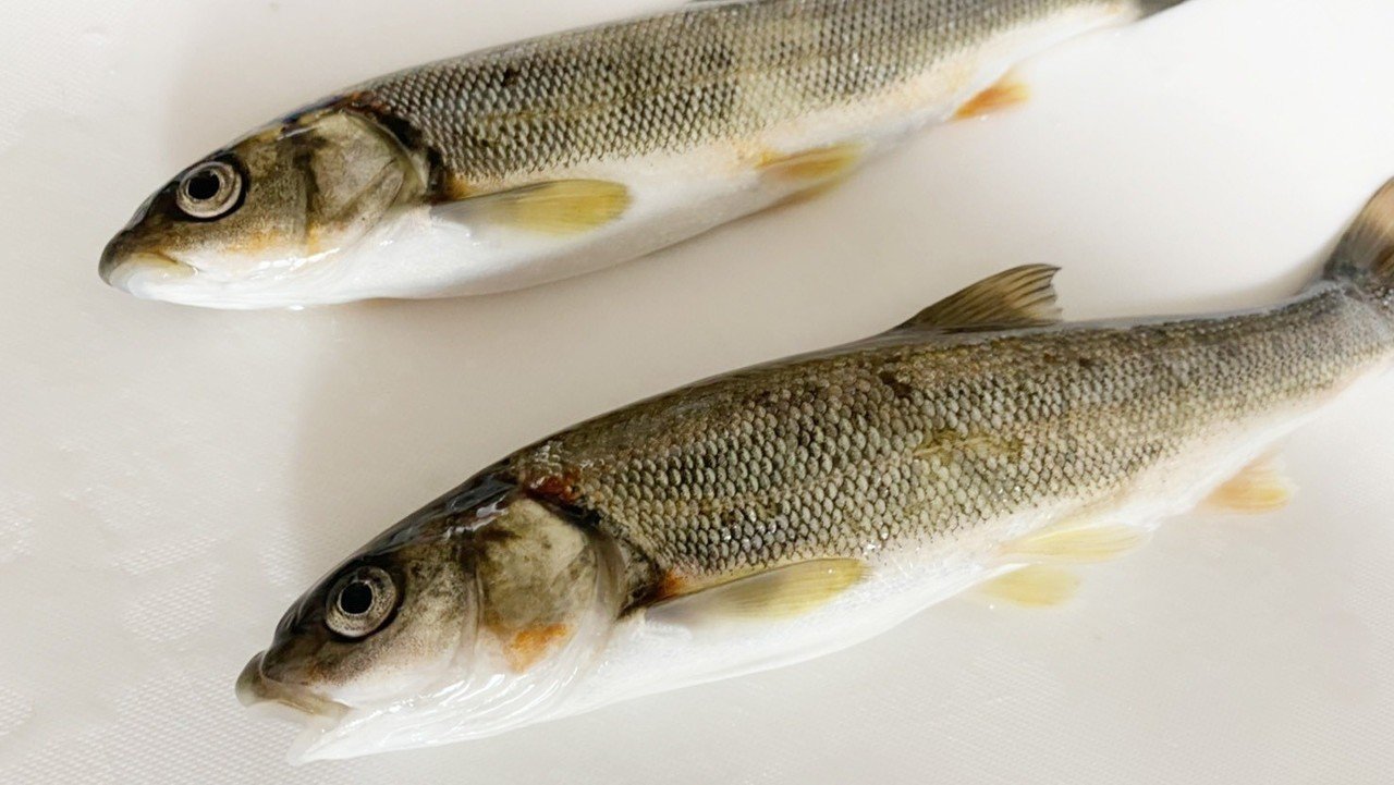 ウグイ は本当にまずいのか 食べてみた結果 竹本 純 田舎スローライフとデザインの記録 Note ウグイ は本当にまずいのか 食べてみた結果 竹本 純 田舎スローライフとデザインの記録 Note