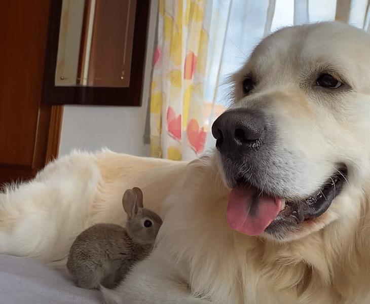 ありえないお友だち (4) 〜犬とウサギ｜ノリノリ