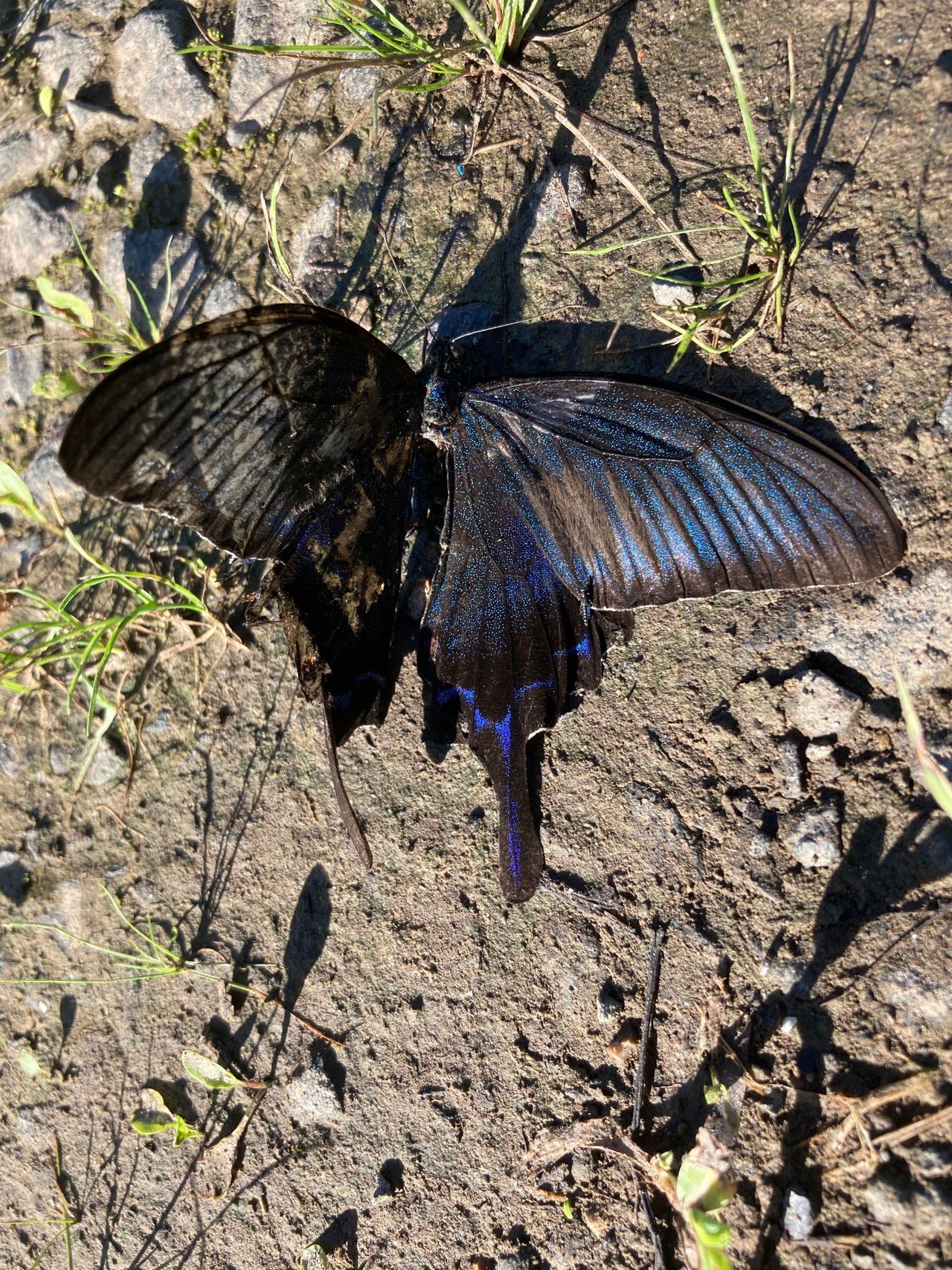 黒い蝶が大量発生してる カラスアゲハ ミヤマカラスアゲハ カラスアゲハに限らず蝶はめちゃくちゃ見ますね 生態系が変わったのかなあ あまり話題に上がっていない Linus Note