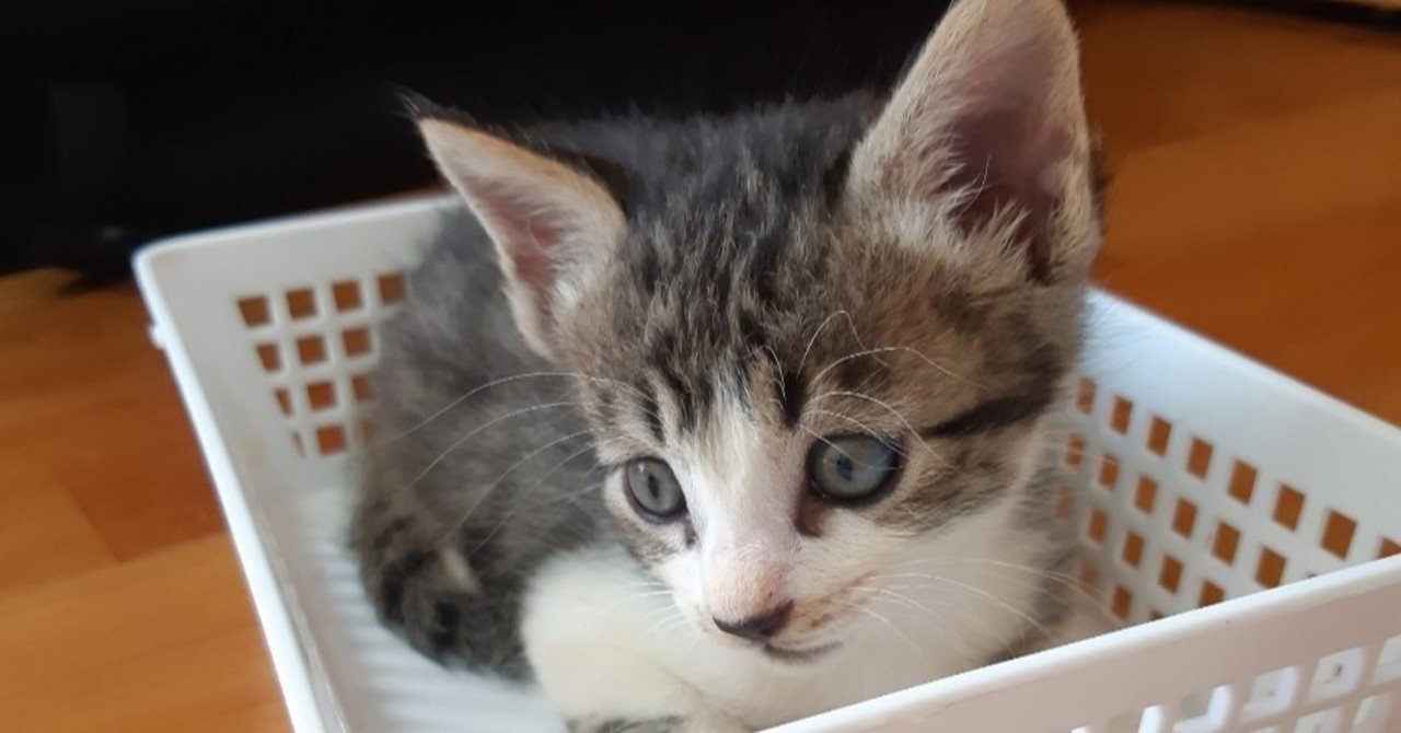 猫も歳こえるようになってきました しっぽのしらべ Note