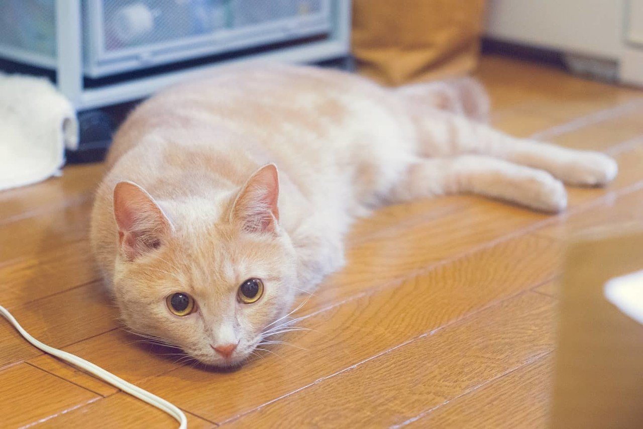 うちのツチノコ Ryosuke ねこ絵本 Note うちのツチノコ Ryosuke ねこ絵本 Note