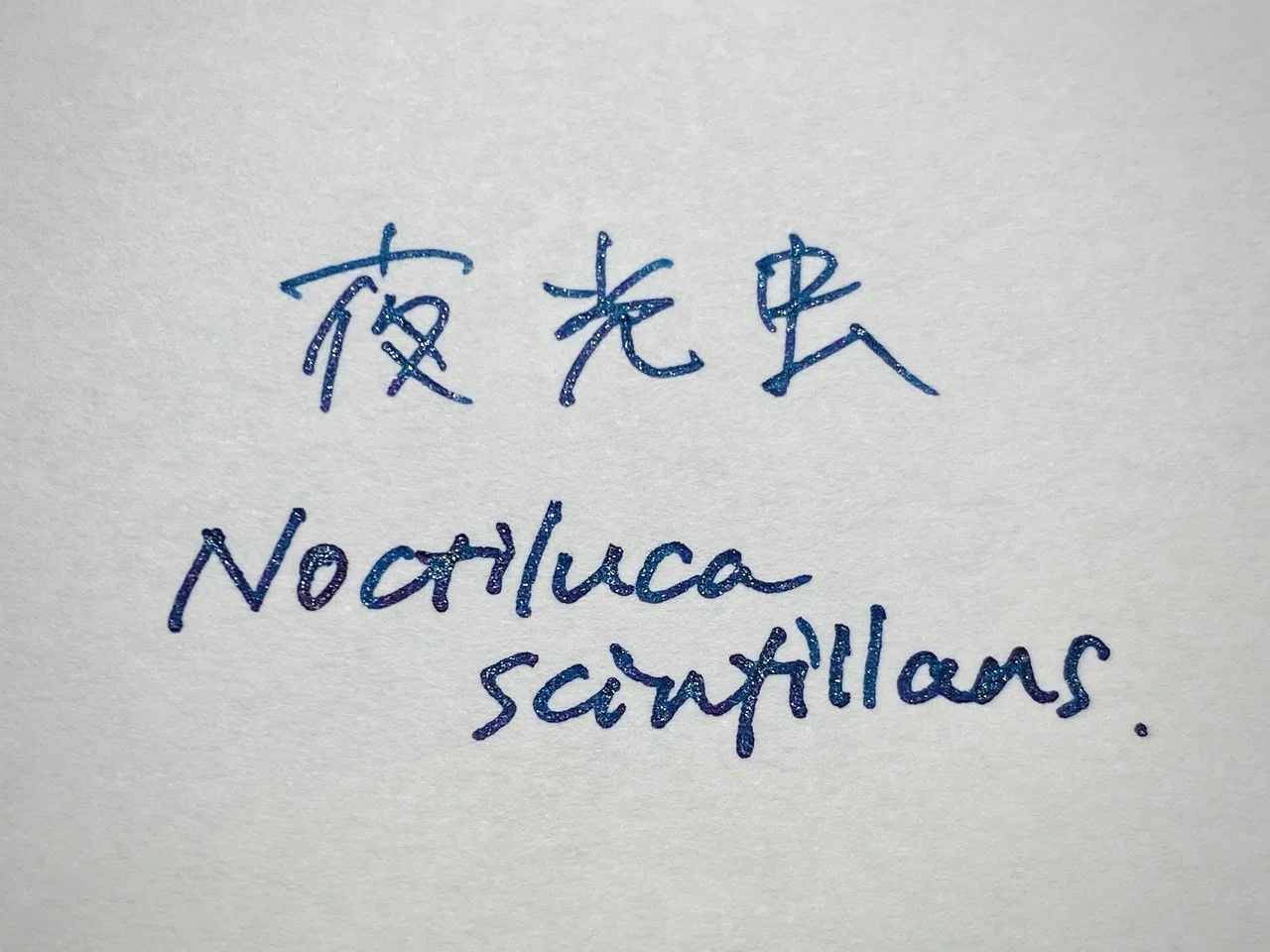 Endpaper インク　夜行虫 インク