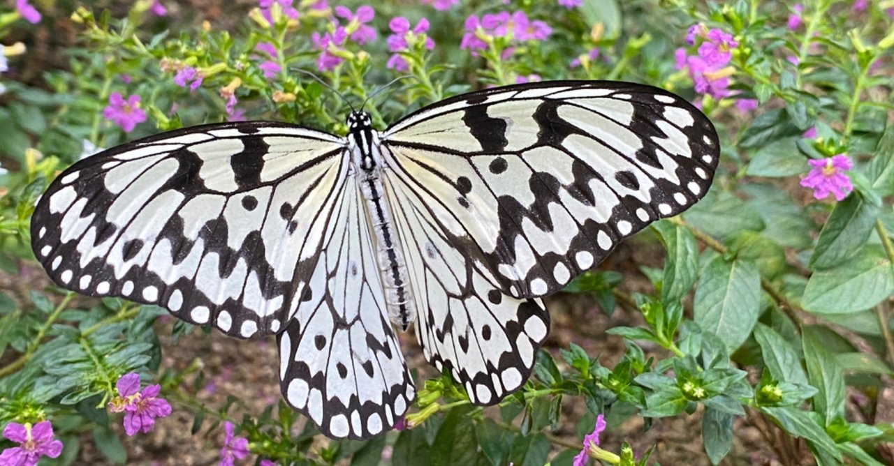 蛹は宝石のような黄金色 オオゴマダラを捕まえた｜Noriaki Kawanishi