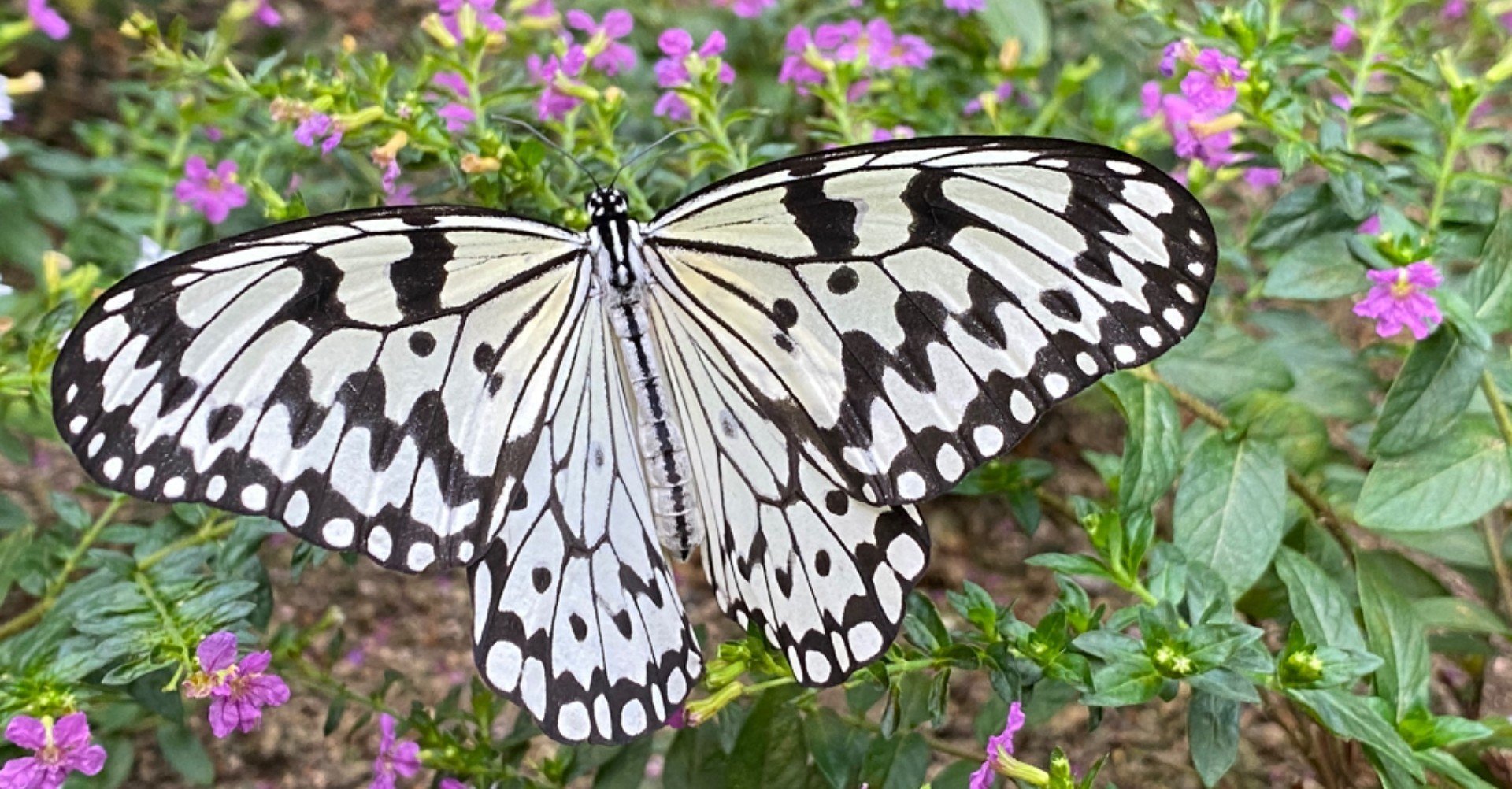 蛹は宝石のような黄金色 オオゴマダラを捕まえた Noriaki Kawanishi 田舎暮らしデザイナー Note 蛹は宝石のような黄金色 オオゴマダラを捕まえた Noriaki Kawanishi 田舎暮らしデザイナー Note
