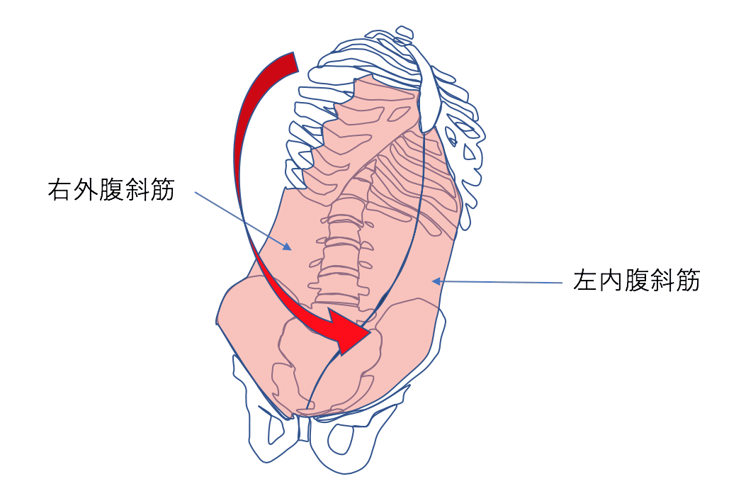 体軸内回旋動作を考える ママセラピストが考える発達過程と臨床の繋がりpart4 脳外ブログ 臨床baton Note 体軸内回旋動作を考える ママセラピストが考える発達過程と臨床の繋がりpart4 脳外ブログ 臨床baton Note