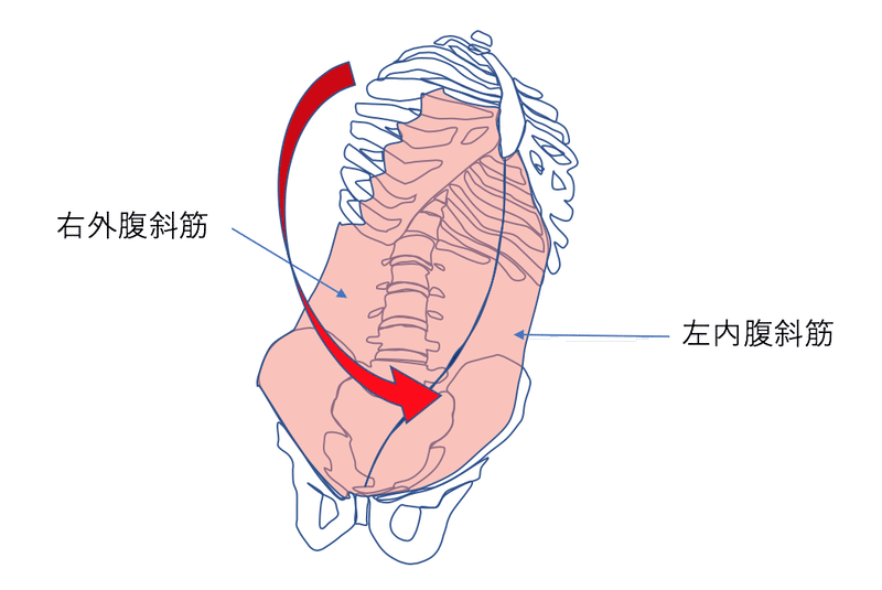 体軸内回旋動作を考える ママセラピストが考える発達過程と臨床の繋がりpart４ 脳外ブログ 臨床baton Note