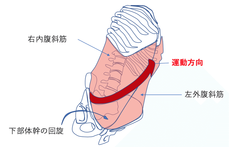 体軸内回旋動作を考える ママセラピストが考える発達過程と臨床の繋がりpart４ 脳外ブログ 臨床baton Note