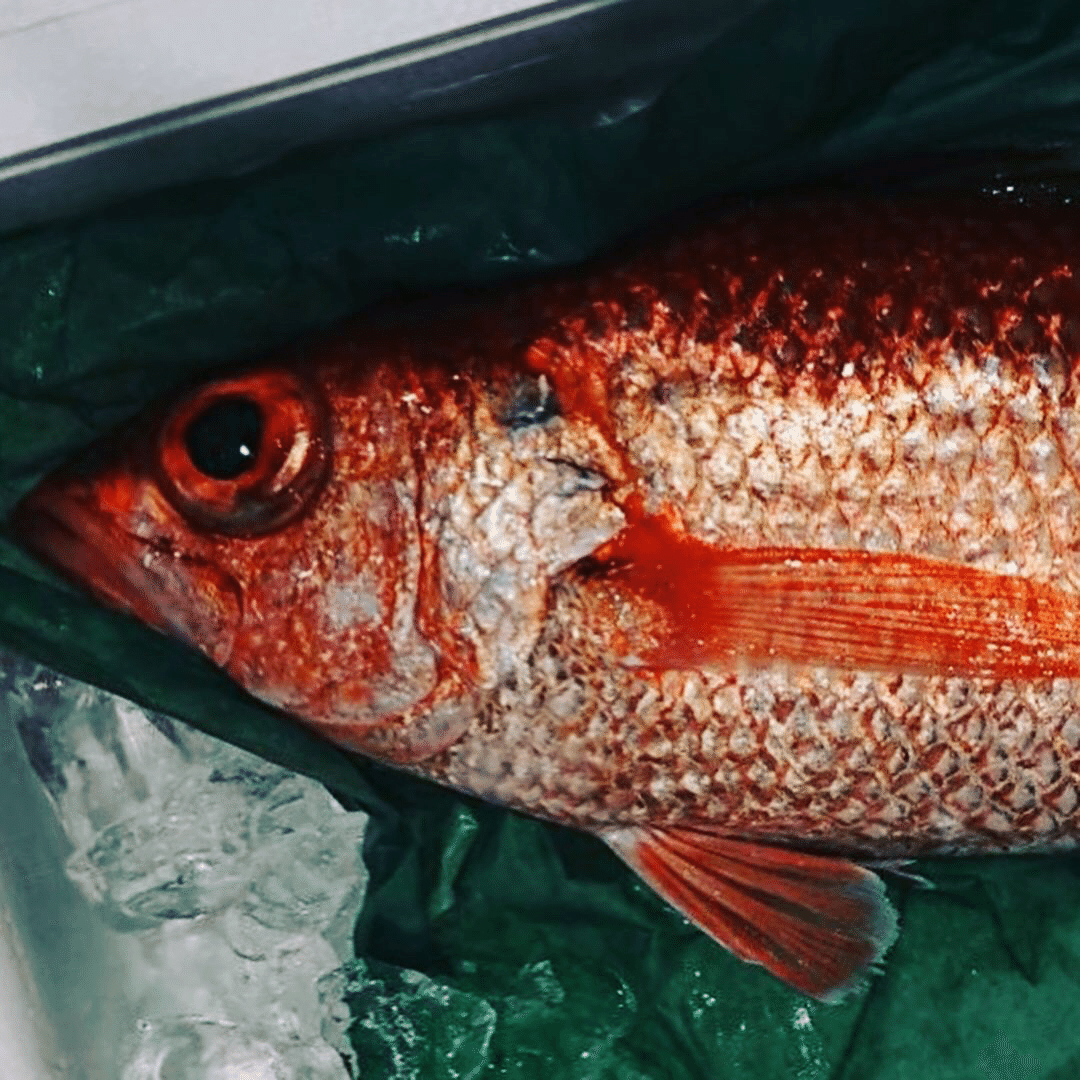 新潟 佐渡沖のノドグロの卵はクロコになるのでしょうか 魚が来る 明日 新潟から 鮮魚通販 Note