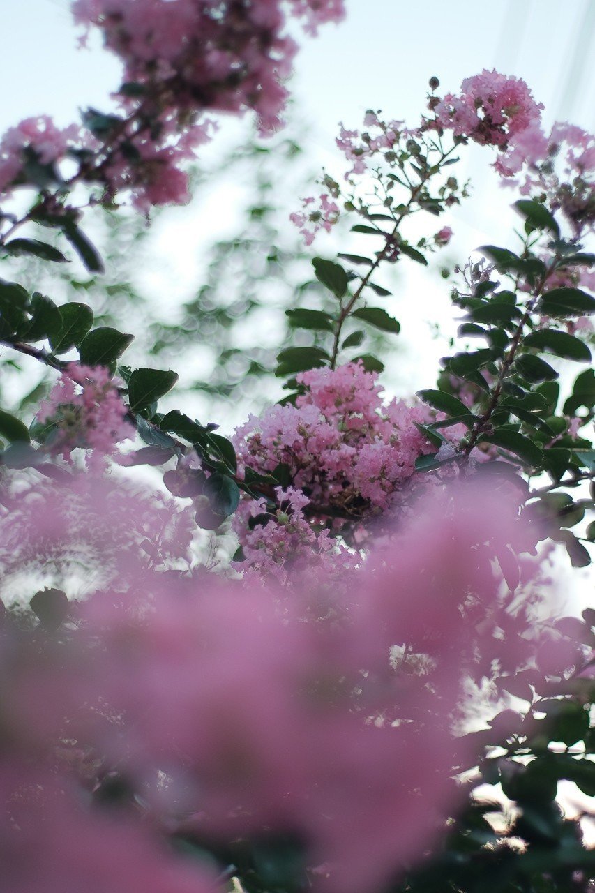 サルスベリの種は片翼なんだね ハタモト Note サルスベリの種は片翼なんだね ハタモト Note