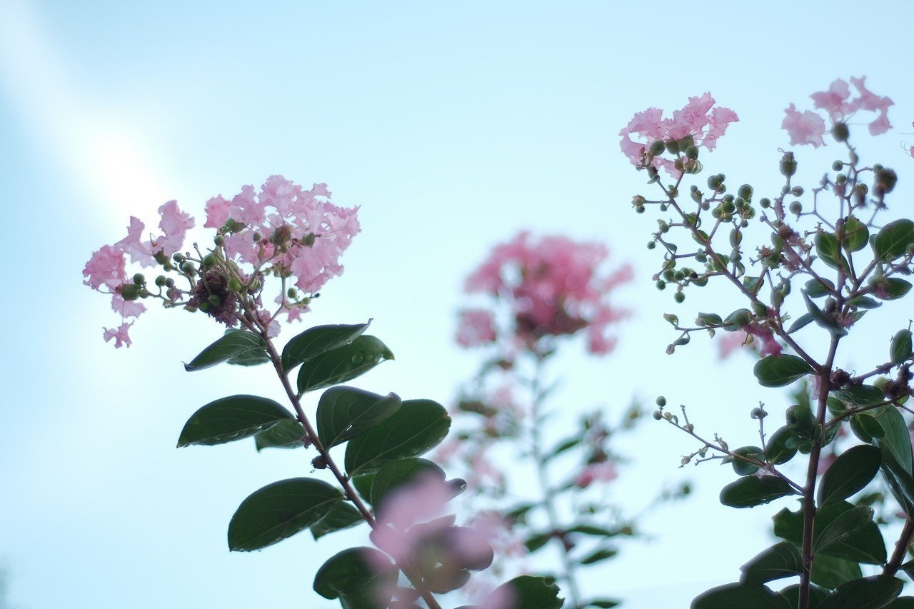 サルスベリの種は片翼なんだね ハタモト Note サルスベリの種は片翼なんだね ハタモト Note