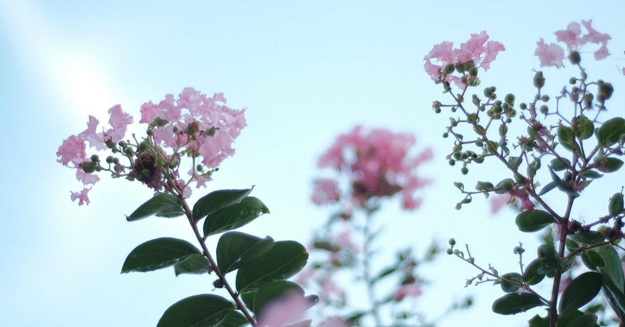 サルスベリの種は片翼なんだね ハタモト Note サルスベリの種は片翼なんだね ハタモト Note