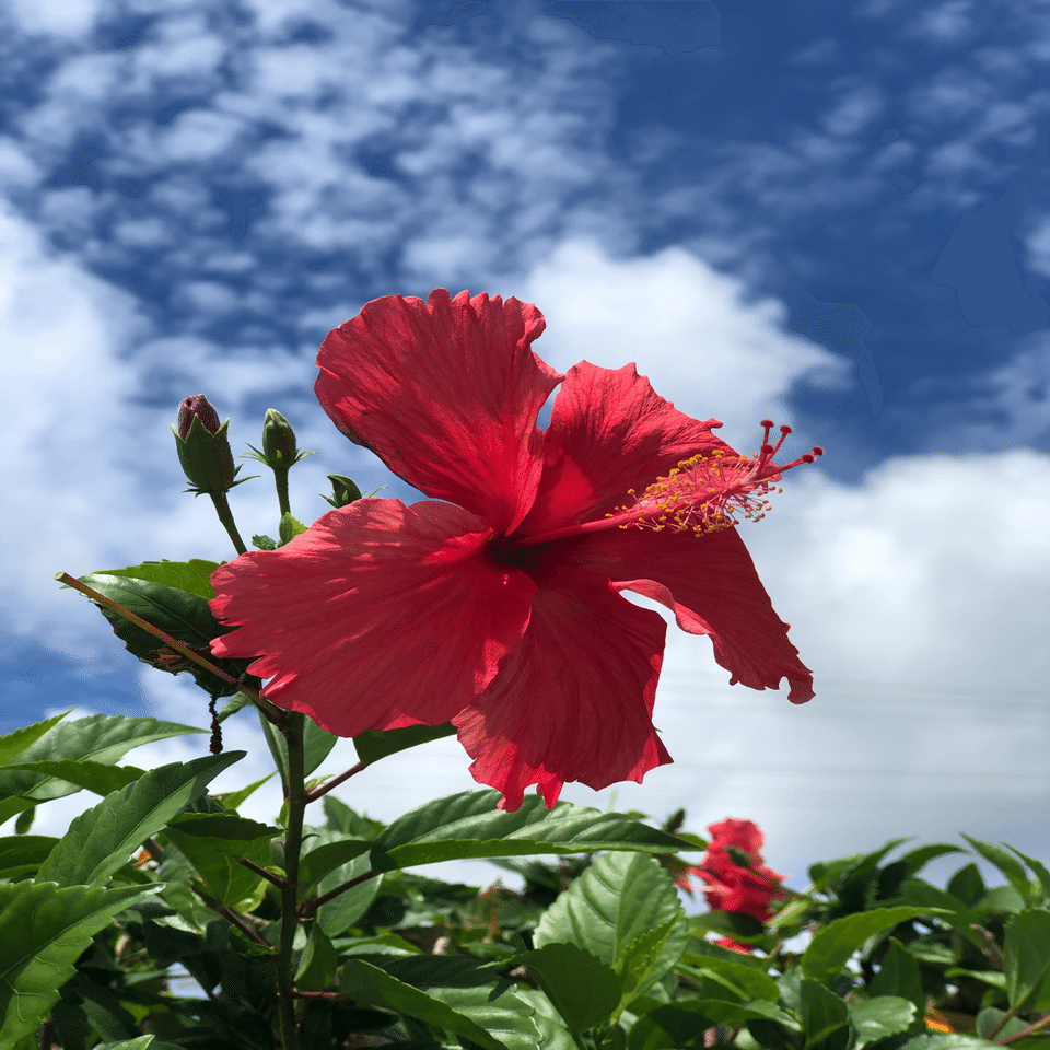 ハイビスカス=仏桑花に納得したはなし｜サイパンのダイビングガイド