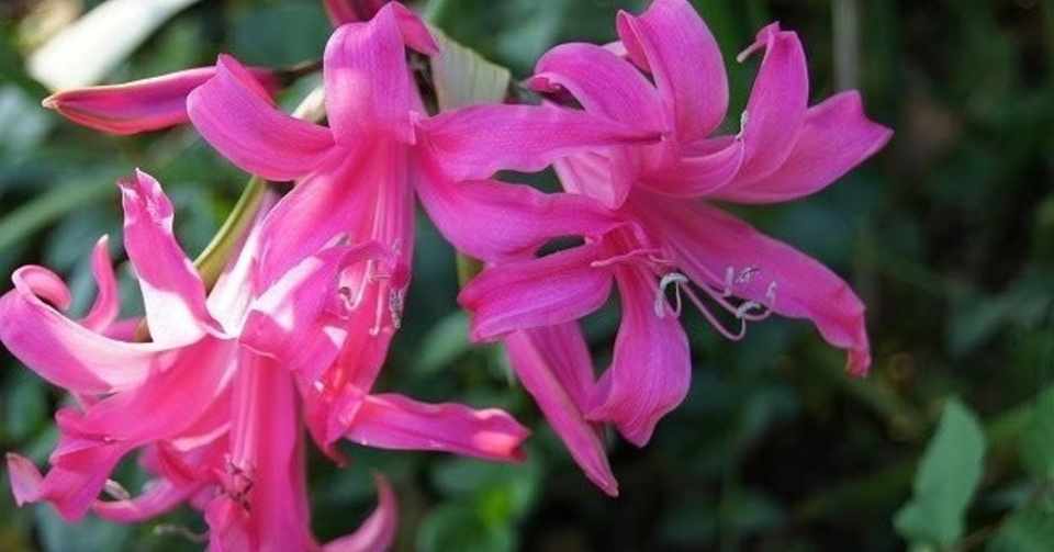 アマリネ 9月2日 誕生花 前田竜二 すべての人に花を Note