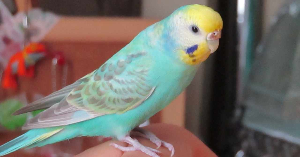インコがいる生活 の新着タグ記事一覧 Note つくる つながる とどける