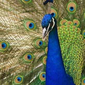 英語はコミュニケーションのツールに過ぎない 占い師の本音 Note