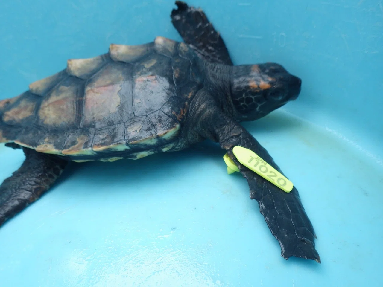 日本といえばこのウミガメ アカウミガメ 種類ごとの特徴 エバーラスティング ネイチャー 海洋保全npo Note 日本といえばこのウミガメ アカウミガメ 種類ごとの特徴 エバーラスティング ネイチャー 海洋保全npo Note