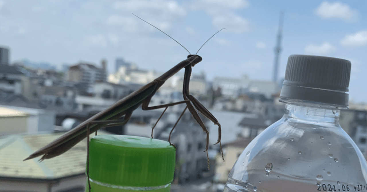 飛ぶカマキリ 村木藤志郎 Note