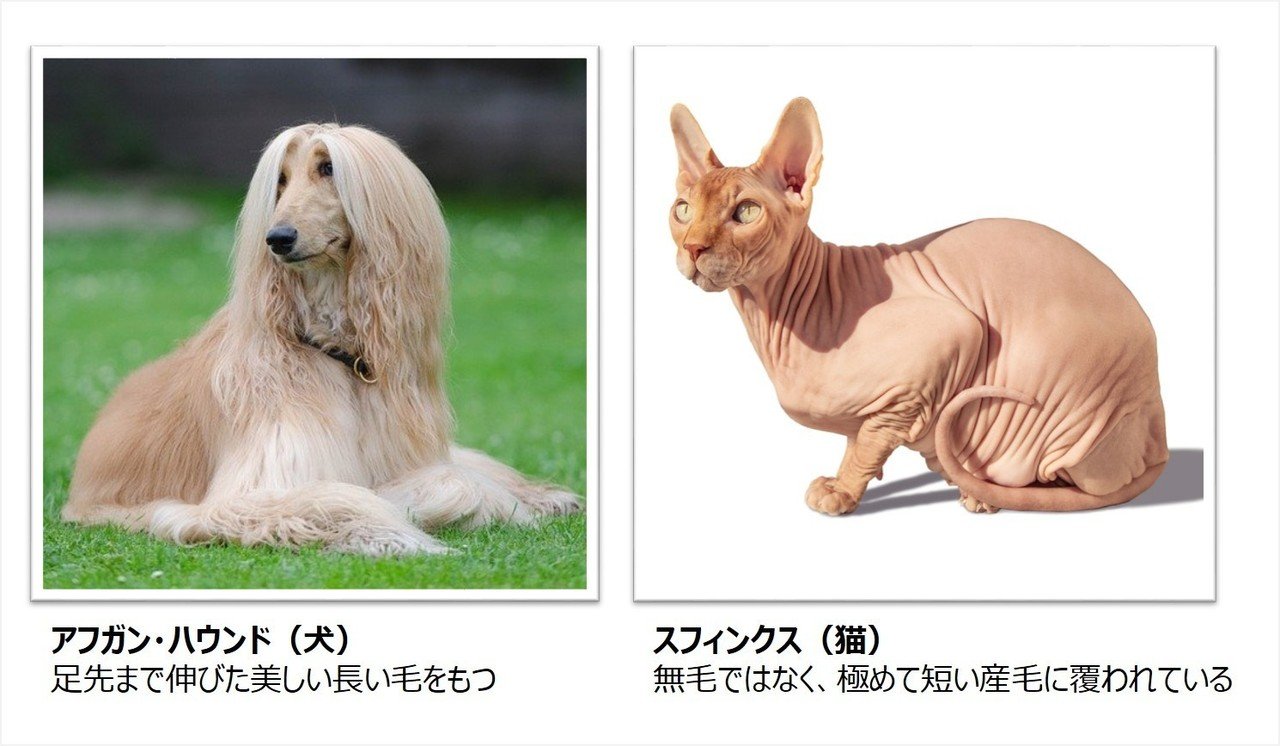 ペットの被毛 毛 と皮脂のはなし ライオン商事 Note ペットの被毛 毛 と皮脂のはなし ライオン商事 Note