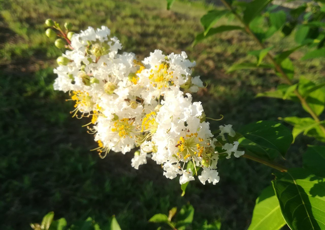 夏の終わりに花で癒しを ゆらり Note