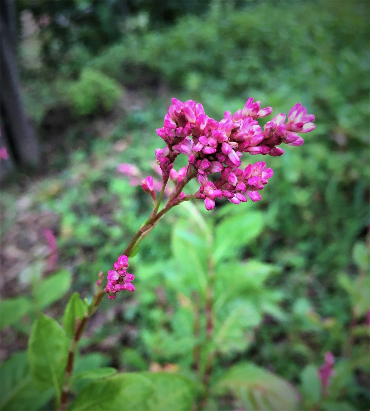 赤マンマ 藍の花 Moriko Forestchild Note 赤マンマ 藍の花 Moriko Forestchild Note