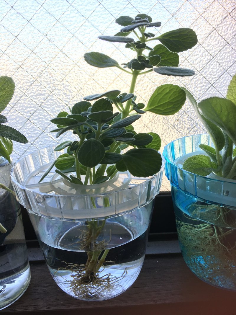 No 45 植物入れ替え 水槽掃除 アクアポニックス 水槽初心者 Note No 45 植物入れ替え 水槽掃除 アクアポニックス 水槽初心者 Note