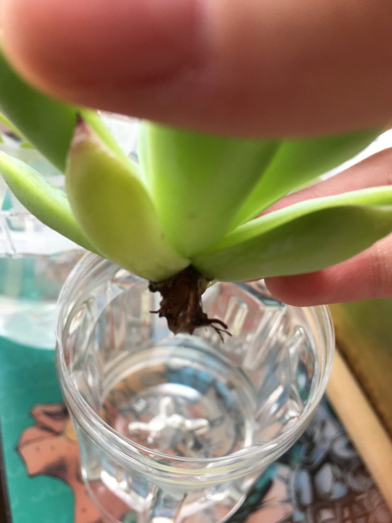 No 45 植物入れ替え 水槽掃除 アクアポニックス 水槽初心者 Note No 45 植物入れ替え 水槽掃除 アクアポニックス 水槽初心者 Note