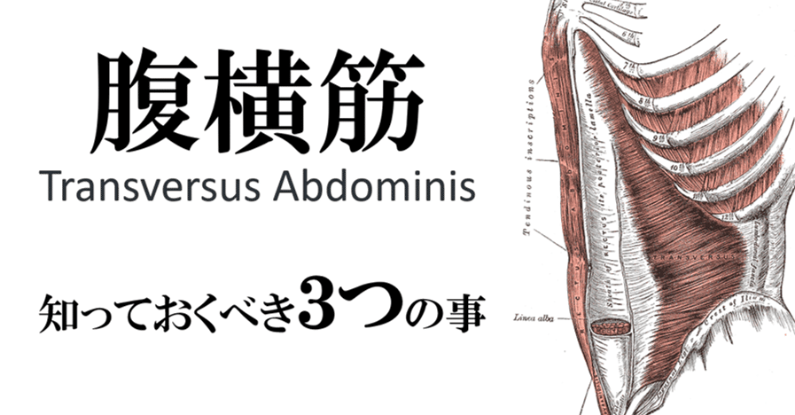 腹横筋