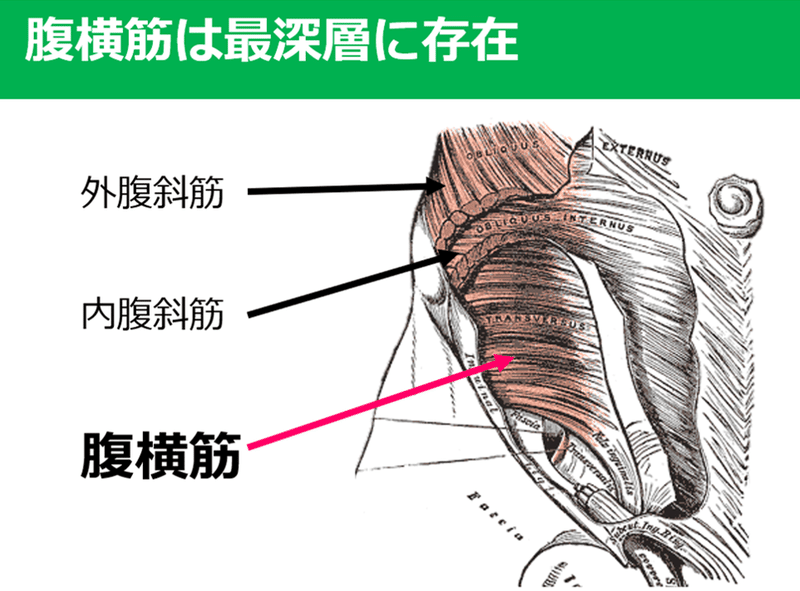 腹横筋 知っておくべき３つの事 Y K Note