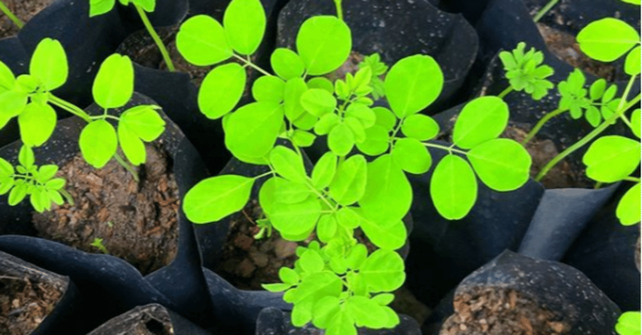 モリンガ栽培 Uwan モリンガ栽培と物作り Note モリンガ栽培 Uwan モリンガ栽培と物作り Note