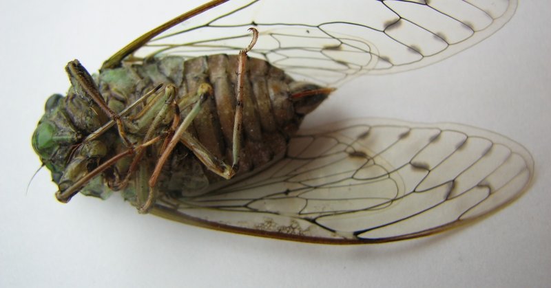 絶対に忘れない セミ ファイナルの見分け方 完全版 肉森 Note