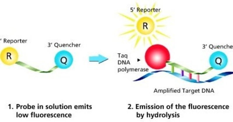 理系院卒の怒り 8 Pcr の凄さを嘗めるな 翡翠 Note 理系院卒の怒り 8 Pcr の凄さを嘗めるな 翡翠 Note