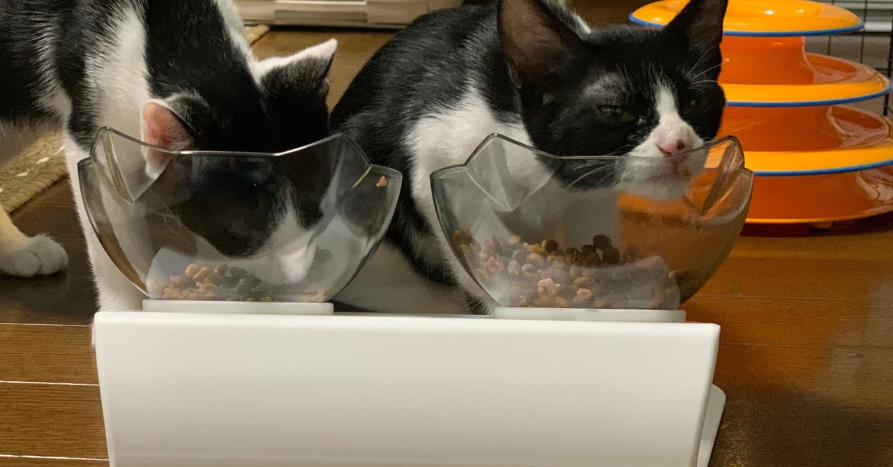 これは買ったほうがいい 猫用アイテム３選 Coolsurf Note