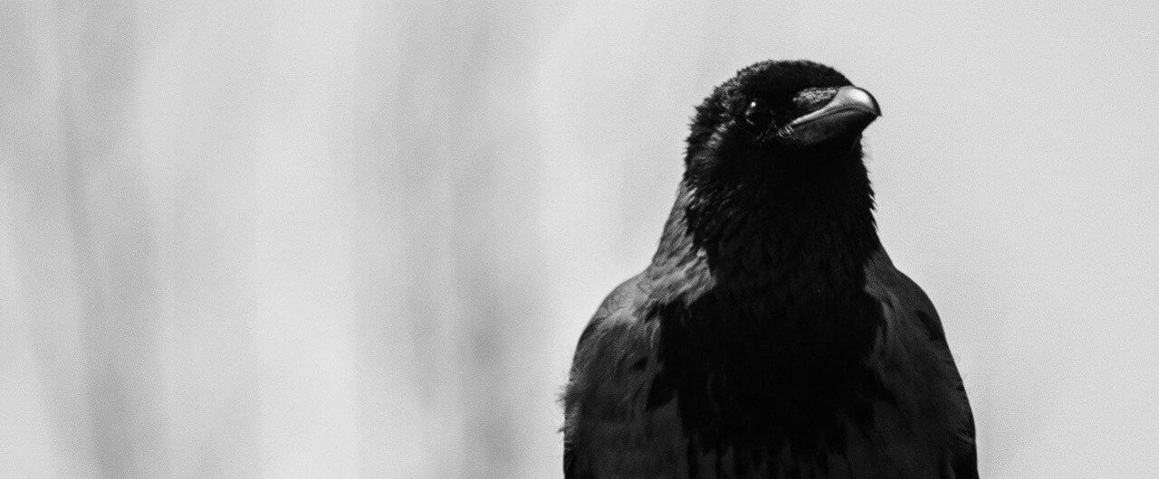 ツイッターには書けないツイッターの話 こおろぎ 裏 Note