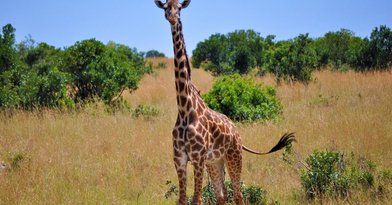 「キリンであること」vs「キリンをすること」 "Being Giraffe" vs. "Doing Giraffe"