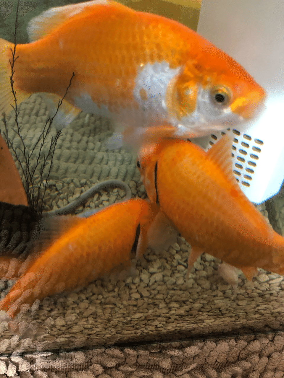 金魚⭐️