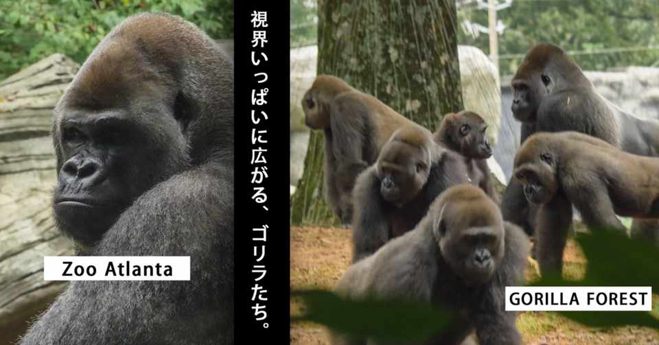 迷い込んだのはゴリラの森 全米最大規模のアトランタ動物園 Odaveller 旅行大学 Note