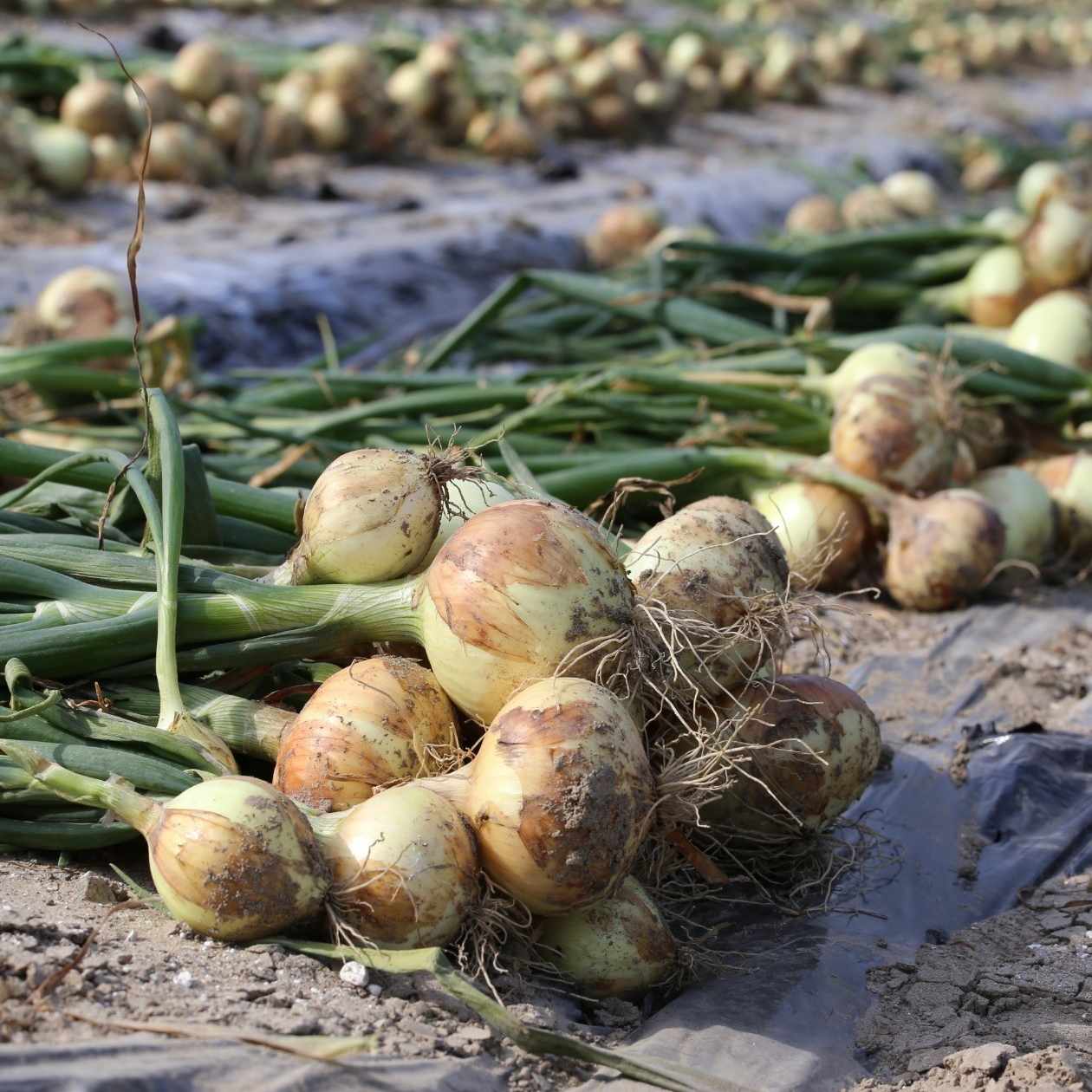 ひらっち【フリーライター×農家の経済自由人】