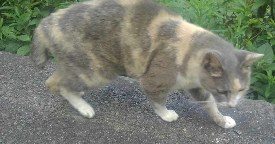 普通に猫は可愛いですね 普通療法 Note